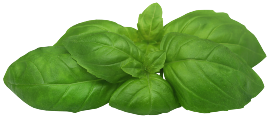 Fresh basil leaves