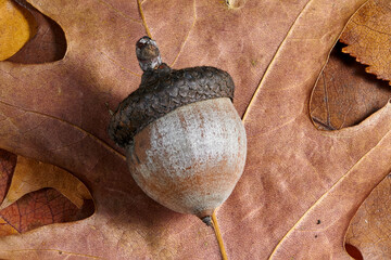 Acorn on dry oak leaves.