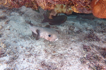 Red Sea - Marsa Alam - dream lagoon