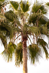 Fototapeta na wymiar A tall tropical palm tree against a white cloudy sky.