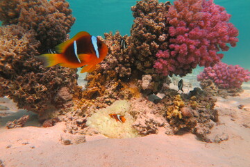 Red Sea - Marsa Alam - dream lagoon