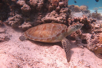 Red Sea - Marsa Alam - dream lagoon