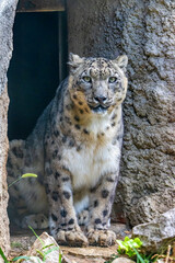Obraz premium Leopardo delle nevi