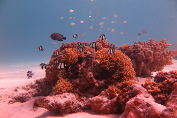 Red Sea - Marsa Alam - dream lagoon