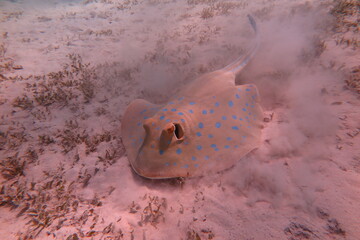 Red Sea - Marsa Alam - dream lagoon