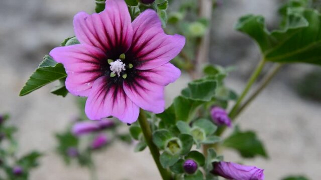 Malva Sylvestris Zebrina or Zebra Hollyhock is vigorous plant with showy flowers of bright mauve-purple with dark veins. Is a cultivar of the common mallow.Selective focus.