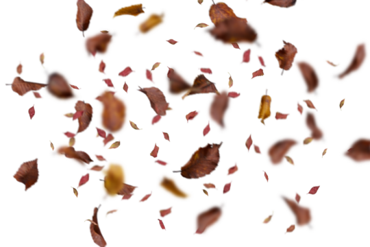 falling leaves on white background. autumn leaves on the ground. yellow leaves. autumn leaves isolated on white. autumn leaves border. Falling Maple Leaves PNG , Flying Leaves, Leaves PNG. Autumn leav