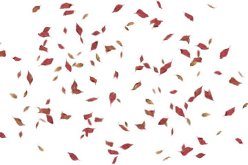 autumn leaves on the ground. yellow leaves. autumn leaves isolated on white. autumn leaves border. Falling Maple Leaves PNG , Flying Leaves, Leaves PNG. Autumn leaves png 