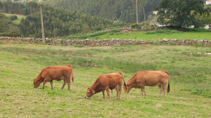 Vacas marrones en ladera verde cercada