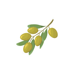 Green olives and leaves. Isolated vector illustration on a white background. Greek nature food. Flat style olive branch.