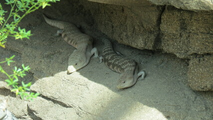 Wildlife Zoo Safari wild animals