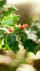 Frutos rojos en rama de acebo