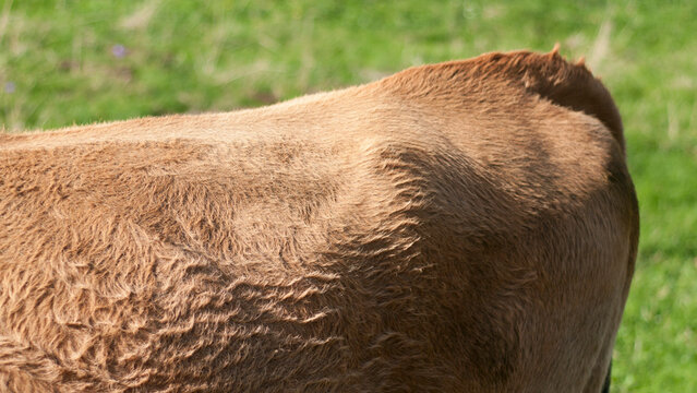 Lomo de vaca marr&oacute;n en pradera verde