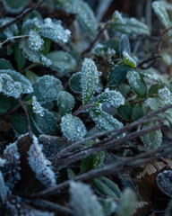frost-covered plants in winter