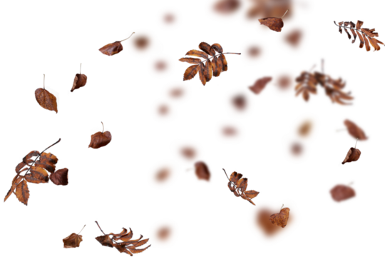 autumn leaves on the ground. yellow leaves. autumn leaves isolated on white. autumn leaves border. Falling Maple Leaves PNG , Flying Leaves, Leaves PNG. Autumn leaves png