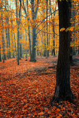 Jesienny pejzaż. Kolorowe jesienne liście na drzewach