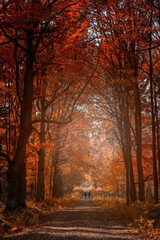 Jesienny pejzaż. Kolorowe jesienne liście na drzewach - obrazy, fototapety, plakaty