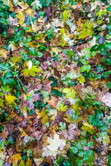 Autumn fallen leaves in autumn forest after rain