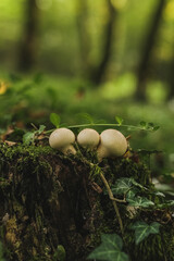 beautiful, edible and inedible mushrooms in the forest, growing near the water, on trees, in gorges, in the grass.