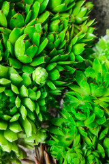 Green succulent Echeveria close up, green background