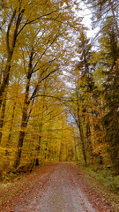 Herbstspaziergang in einem Wald in Bayern