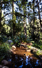 Obraz premium autumn in the forest