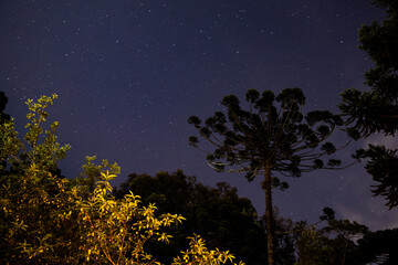 night sky with stars and trees on background 