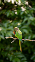 green parrot on a branch