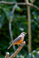 Sabi&aacute; Laranjeira