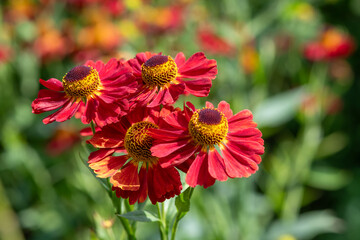Red common sneezeweed (helenium autumnale) flowers in bloom