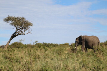 Fototapeta premium Elephant in Masai Mara, Kenya 