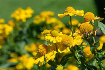 Yellow common sneezeweed (helenium autumnale) flowers in bloom