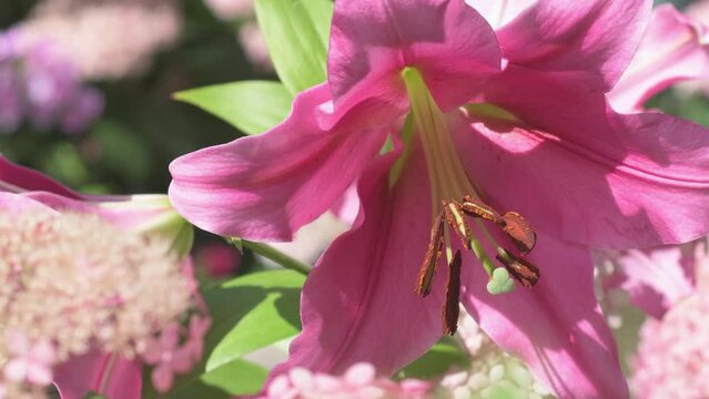 beautiful huge pink Lily blossom in garden with hydrangea at sunny day. close up footage