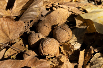 four walnuts on dry leaves autumn