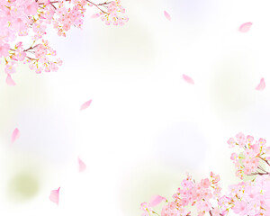 Obraz na płótnie Canvas 美しい薄いピンク色の桜の花と花びら春の水彩白バックフレーム背景素材イラスト