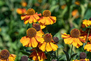 Orange common sneezeweed (helenium autumnale) flowers in bloom