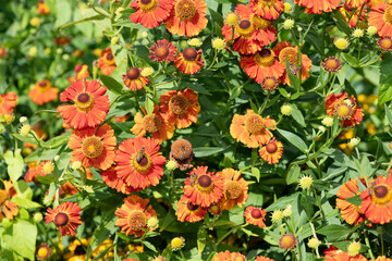 Orange common sneezeweed (helenium autumnale) flowers in bloom