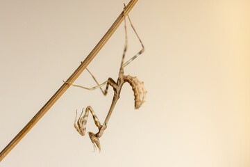Empusa hedenborgii, mantis native to the Middle East that can be bred in captivity.