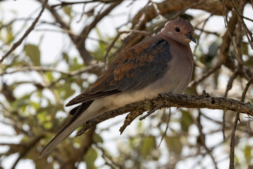 Eine Palmtaube in der Seitenansicht auf einem Ast sitzend