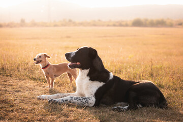 two dogs, a tiny terrier and a central asian shepherd dog portrait standing lying together on a golden field at sunset
