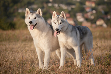 Naklejka na ściany i meble two siberian husky dogs standing right next to each other on a field against a blurry background at sunset looking happy
