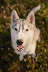 siberian husky dog portrait looking up at the camera outside on a field at sunset