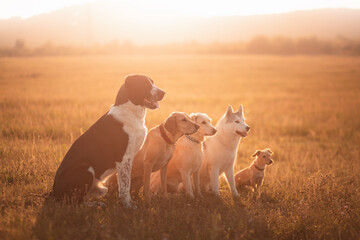 a group of five dogs sitting next to each other on a field against a mountainy background at sunset