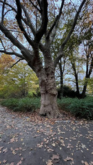 autumn in the park with a big tree in the center