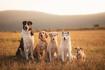 a group of five dogs sitting next to each other on a field against a mountainy background at sunset