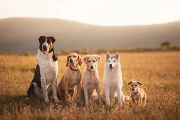 Foto op Aluminium a group of five dogs sitting next to each other on a field against a mountainy background at sunset © Oszkár Dániel Gáti