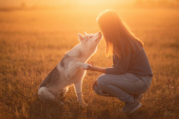 a siberian husky dog and a young woman sharing a moment at sunset doing the paw trick