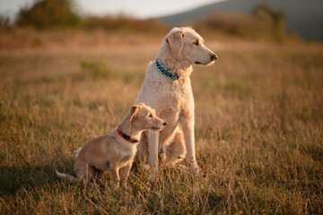 two dogs, a small retriever and a big retriever pointer type sitting next to each other at sunset on a field - obrazy, fototapety, plakaty