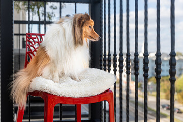 Cute, fur sable and white shetland sheepdog, sheltie sitting outside on a highbalcony on a stylish red chair on a sunny autumn day. Little pretty smiling lassie, collie dog looking down to the street