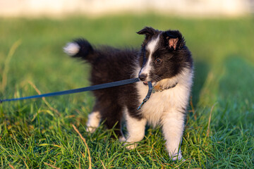 Stunning nice fluffy black white tricolor shetland sheepdog puppy, sheltie playing with the leash outside on a sunny autumn day. Small, little cute collie dog, lassie portrait in summer time 